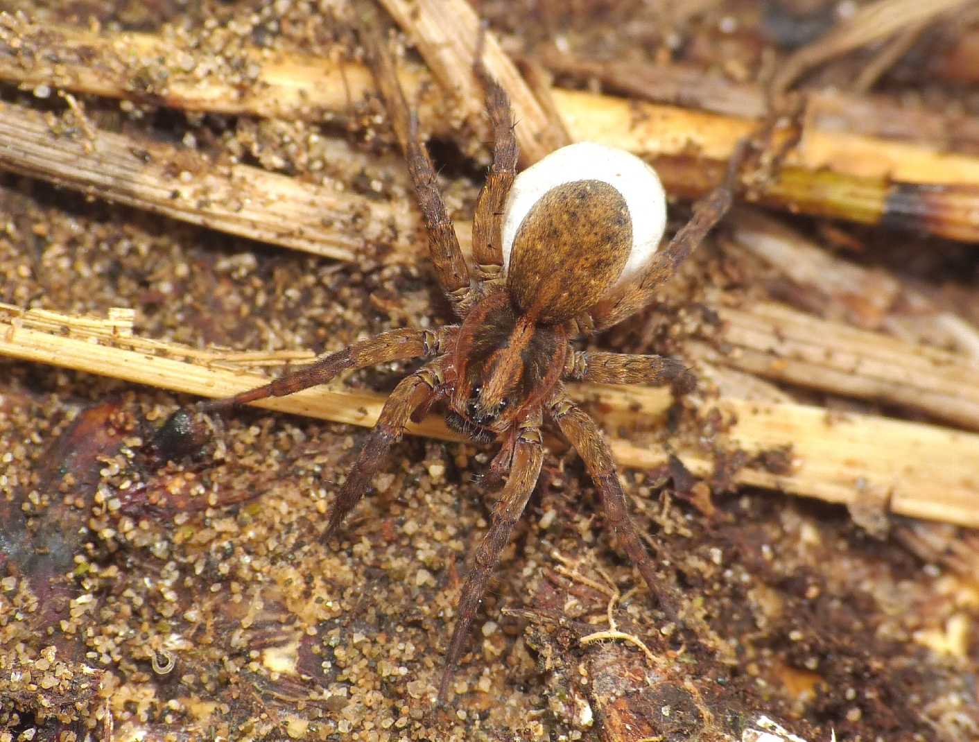 Trochosa con ovisacco